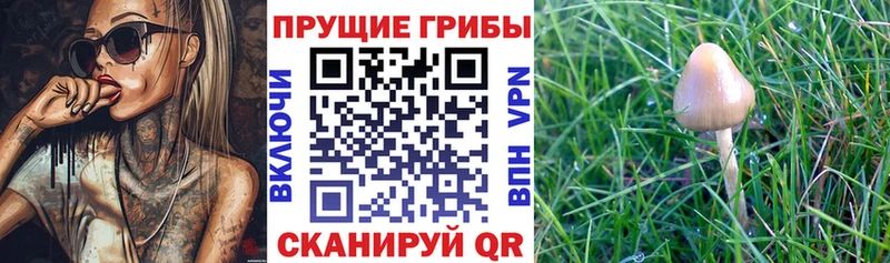 Галлюциногенные грибы Psilocybe  Староминская 